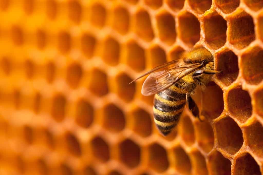 .bee-working-on-a-honeycomb-picture-id1031600606